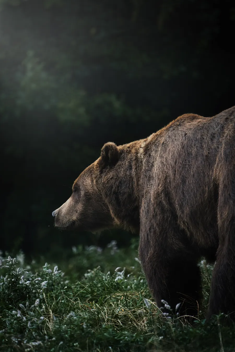 Un ours brun avance dans la forêt