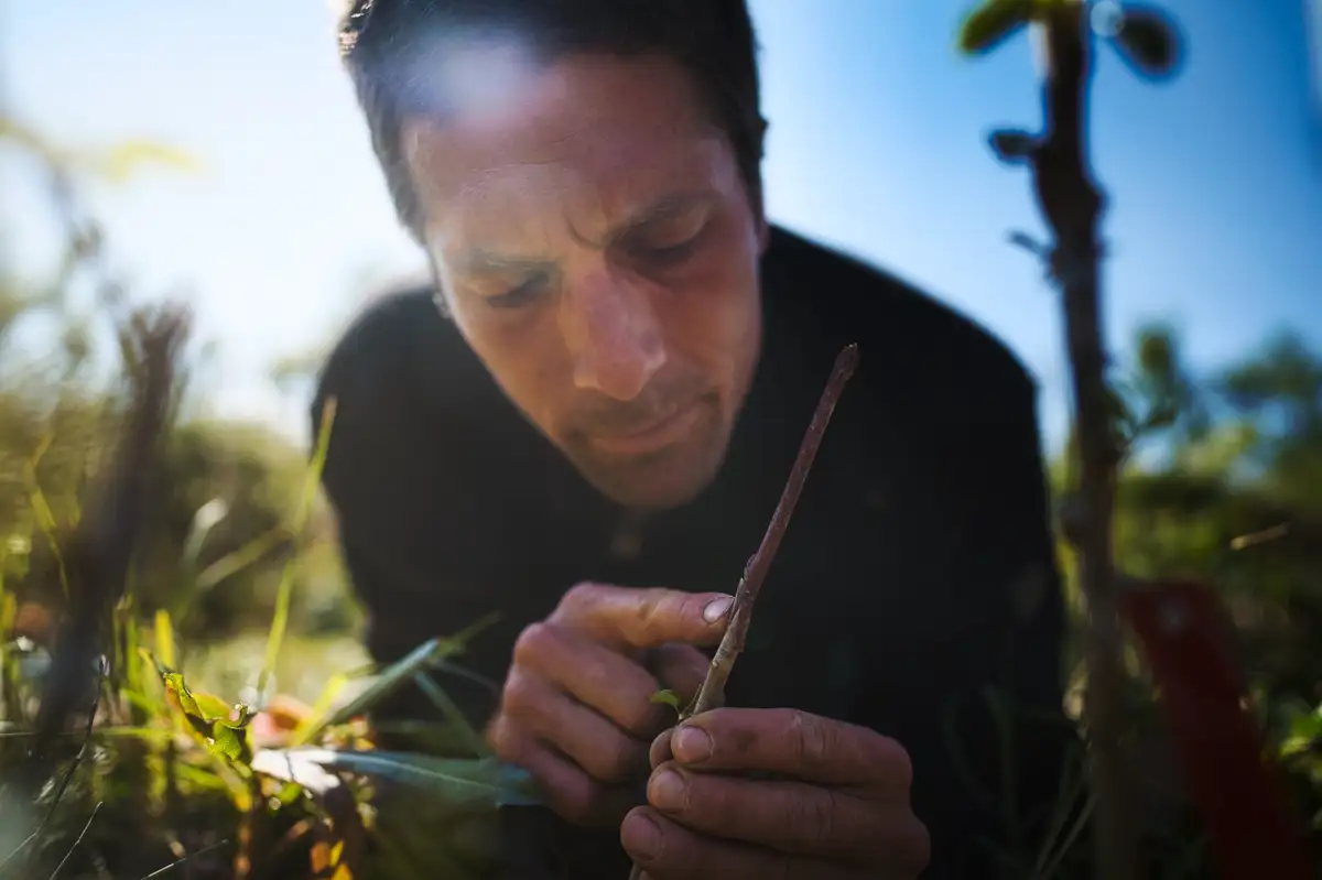 Un homme concentré taille une branche