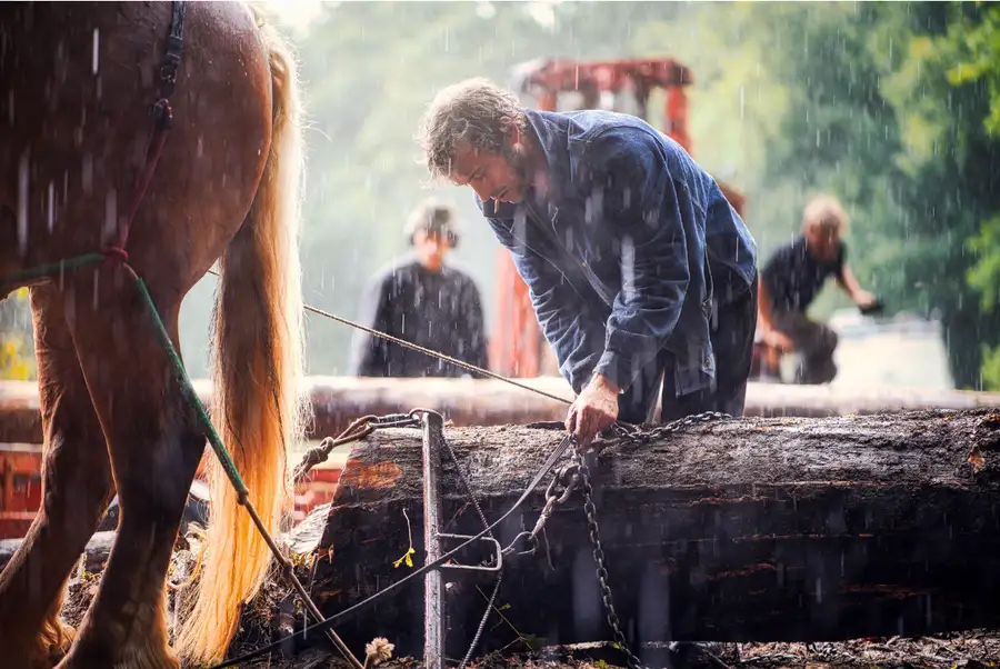 Travail du bois avec un cheval de trait à Copeaux Cabana