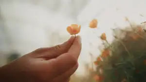Main tenant une fleur de souci dans un potager, film Mon potager sur 1 année