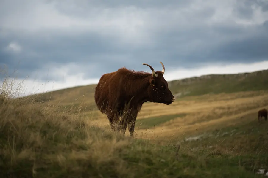 Une vache aux longues cornes dans les prairies du plateau d’Ambel