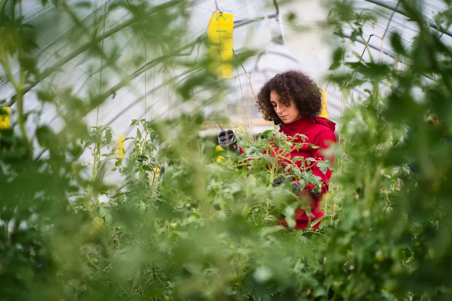 Une femme cueille dans un jardin foisonnant