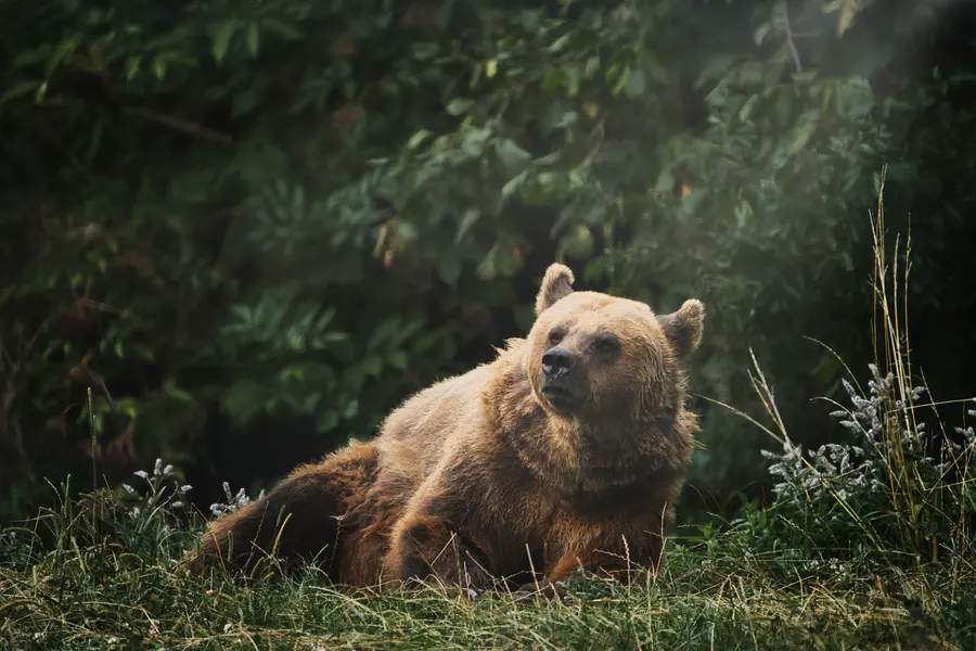 Un ours brun couché dans l’herbe