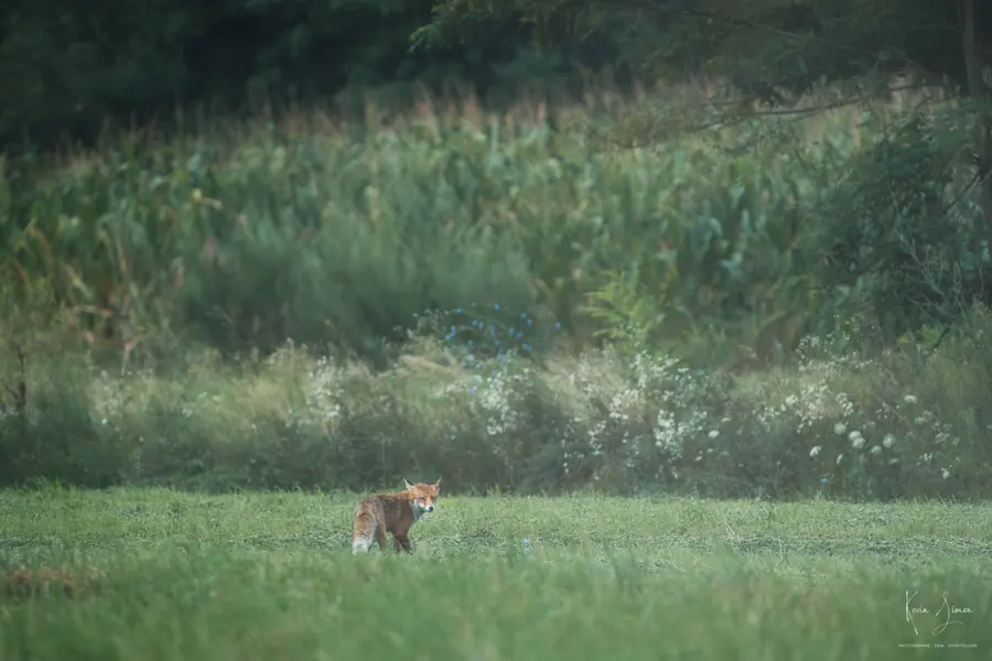 Un renard roux dans une prairie