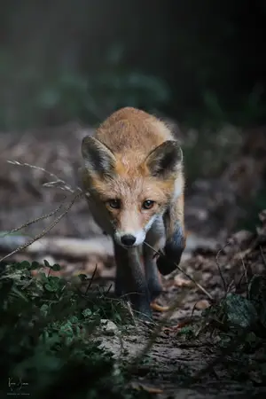 Kevin Simon photographe animalier