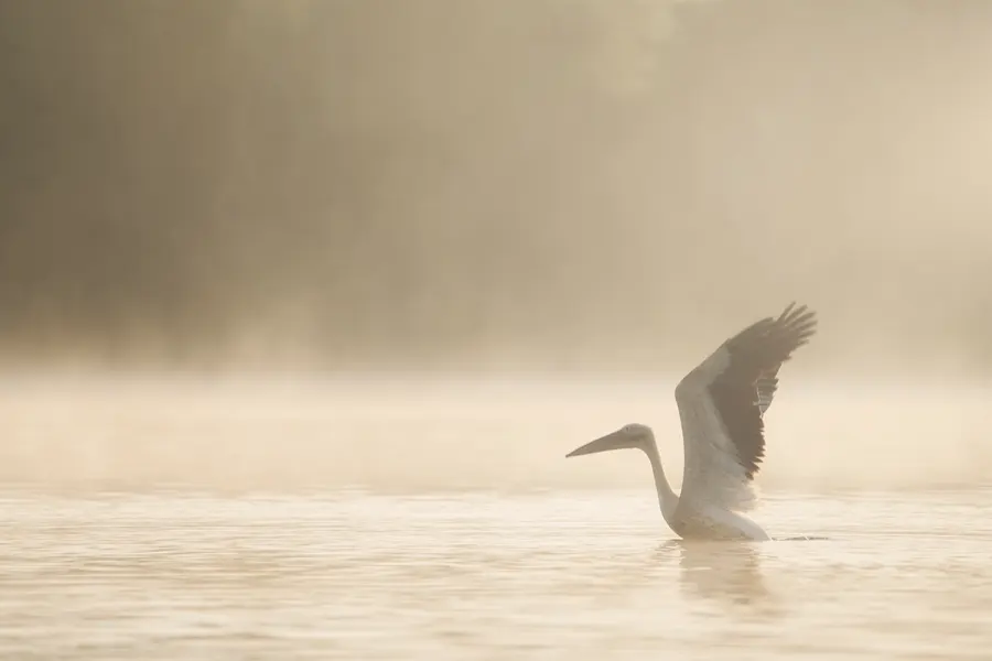 Un oiseau blanc déploie ses ailes dans la brume dorée