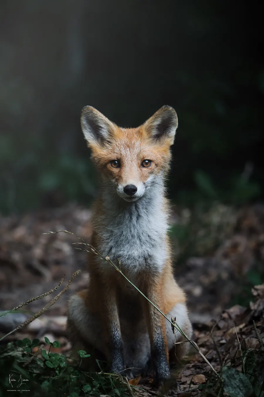 Un renard roux regarde l’objectif