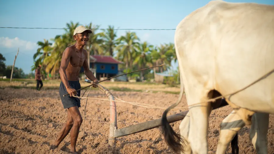 Un paysan laboure avec un bœuf, au Cambodge
