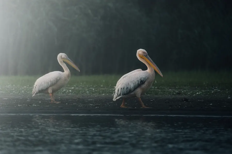 Deux pélicans au bord de l’eau