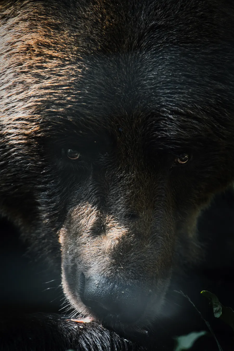 Portrait en gros plan d’un ours brun