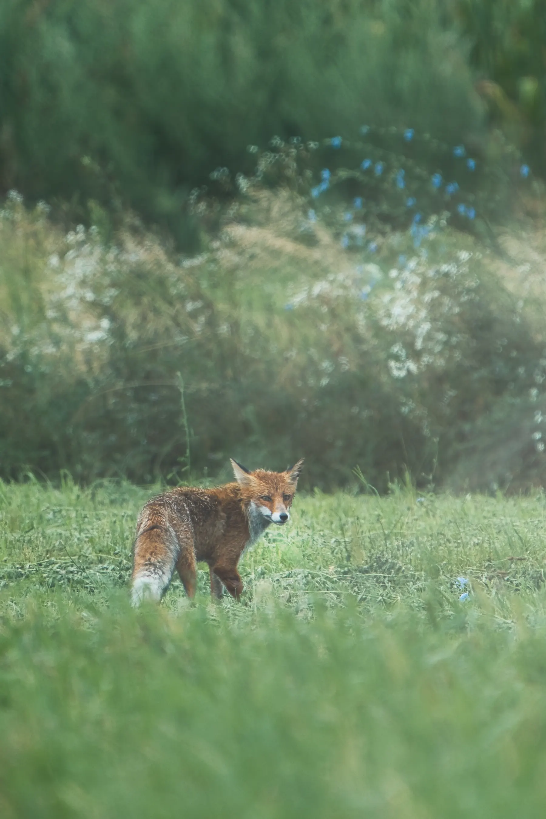 Un renard dans une prairie