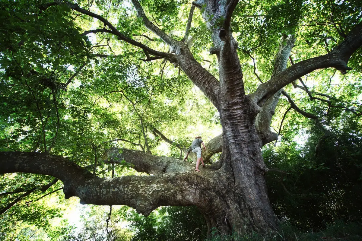 Un homme grimpé dans les branches d’un arbre immense
