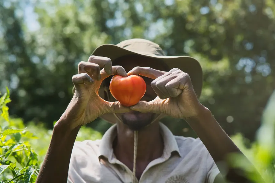 Un maraîcher forme un cœur avec ses mains autour d’une tomate