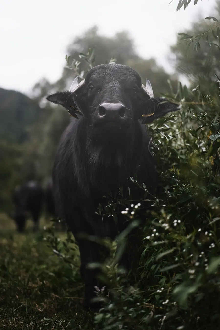Un buffle d’eau surgit de la végétation
